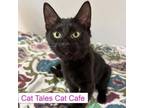 Adopt Bumper a Domestic Short Hair