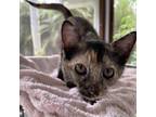 Adopt Serrano a Domestic Short Hair