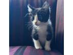 Adopt Wednesday a Domestic Short Hair