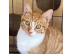 Adopt Amber a Domestic Short Hair