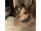 Adopt Ella (COH-A-10166) a Domestic Short Hair