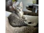 Adopt Socks a Domestic Short Hair