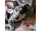 Adopt Oreo (COH-A-10210) a Mixed Breed