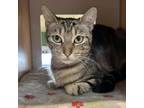 Adopt Pele a Domestic Short Hair