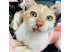 Adopt Pumpkin a Domestic Short Hair