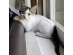 Adopt Spot a Domestic Short Hair