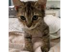 Adopt Daisy a Domestic Medium Hair