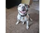 Adopt Harley a Pit Bull Terrier