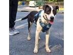 Adopt Dory a Pointer