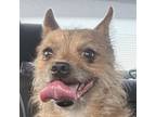Adopt Rocky a Cairn Terrier