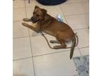 Adopt Ryder a Rhodesian Ridgeback