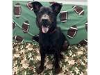 Adopt Prince a Australian Cattle Dog / Blue Heeler
