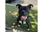 Adopt Hulk a Pit Bull Terrier