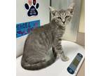 Adopt Orbit a Domestic Short Hair