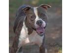 Adopt Korneli a Pit Bull Terrier