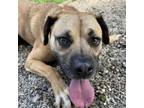 Adopt Brownie a Boxer