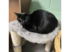 Adopt Ace a American Shorthair
