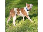 Adopt Charlie a Pit Bull Terrier