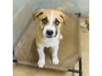 Adopt Palmer a Shepherd