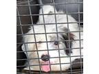 Adopt Baby Boy Percy a Poodle, Pomeranian