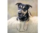 Adopt Shadow a Shepherd