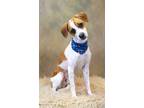 Adopt Kane a Beagle, Terrier