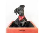 Adopt Moose a Labrador Retriever