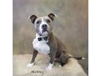 Adopt Mickey a Staffordshire Bull Terrier