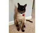 Adopt Barney a Siamese