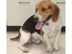 Adopt Bailey a Beagle, Basset Hound
