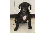Adopt Henry a Beagle, Labrador Retriever