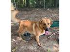 Adopt Rambo a Golden Retriever