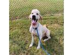 Adopt Elijah a Poodle, Golden Retriever