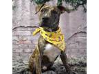 Adopt Stanley a Pit Bull Terrier