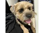 Adopt Raggs a Border Terrier