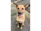 Adopt Pluto a Cattle Dog, Whippet