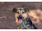Adopt Bruno a German Shepherd Dog