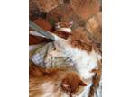 Adopt Butterscotch a Tabby