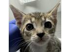 Adopt Wally a Domestic Short Hair