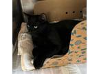 Adopt Bogart a Domestic Short Hair
