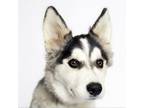 Adopt Dayton a Alaskan Malamute, Great Pyrenees