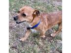Adopt Lenny/Courtesy Listing a Dachshund, Border Terrier