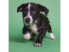 Adopt Harry a Dachshund, Patterdale Terrier / Fell Terrier