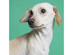 Adopt AJ a Dachshund, Beagle