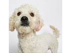 Adopt Mister a Poodle, Labrador Retriever
