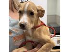 Adopt Castiel a Yellow Labrador Retriever, Nova Scotia Duck Tolling Retriever