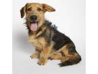Adopt Brit a Basset Hound, Dandie Dinmont Terrier