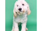 Adopt Dodger a Poodle, Labrador Retriever