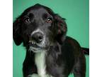 Adopt Noah a Border Collie, Black Labrador Retriever