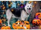 Adopt Hunter a German Shepherd Dog, Siberian Husky